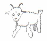 你画的不是小羊，是头公羊，还有犄角呢。
